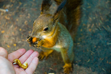 squirrel eating nut