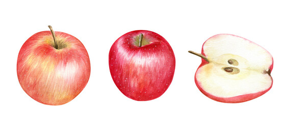 Watercolor red apples illustration isolated on white background