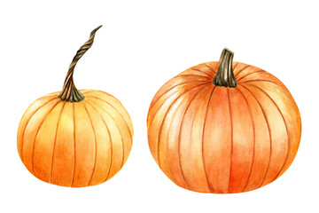 Watercolor orange pumpkins isolated on white background