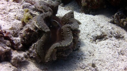 Underwater clam shell
