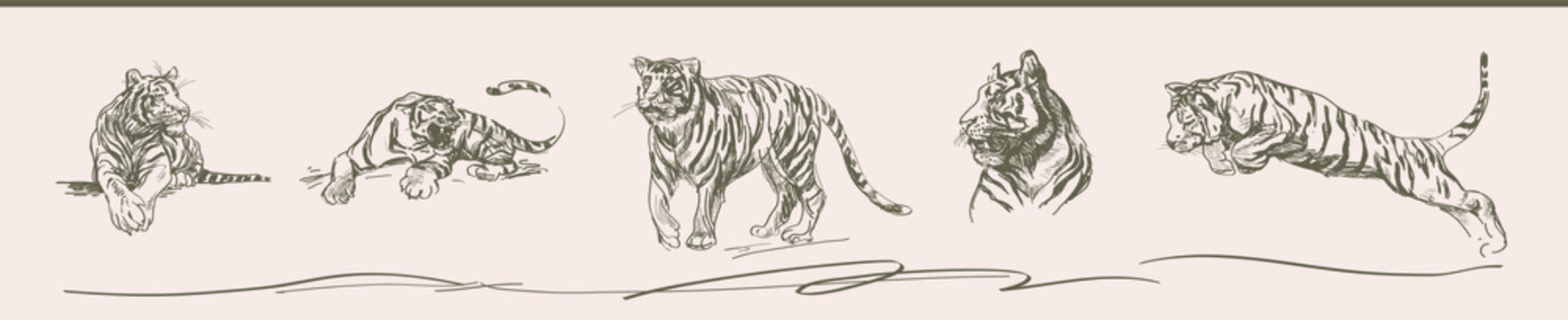 Tiger vector. The symbol of the new year is 2022, 2034, 2046, 2058. A pencil drawing on a white background of a tiger in different poses: jumping, sitting, growling.