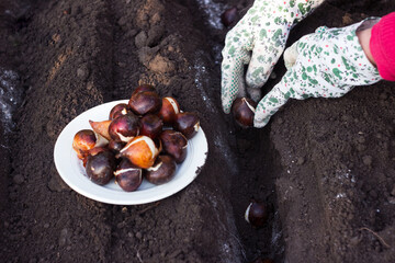 Woman planting Dutch tulip bulbs in the fall. Spring flowers Planted in Rows.
