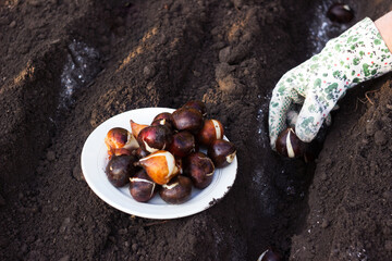 Woman planting Dutch tulip bulbs in the fall. Spring flowers Planted in Rows.