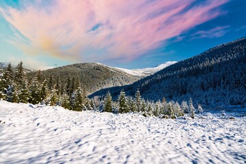 Carpathian mountains and hills with snow-white snow drifts and evergreen trees illuminated by the bright sun