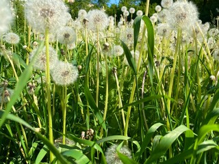 dandelion in the grass