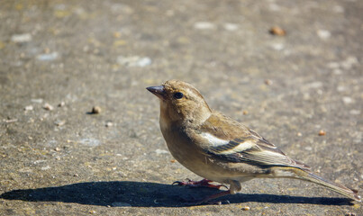 a female chaffinch (Fringilla coelebs) feeding on the garden patio