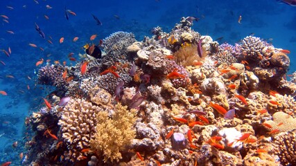 Naklejka na ściany i meble Red sea coral reefs