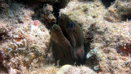giant moray eel