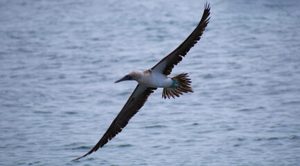 Flying blue booby 