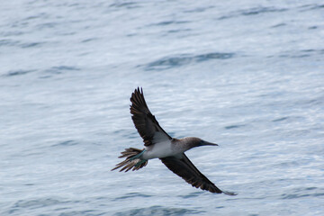 Flying blue booby 