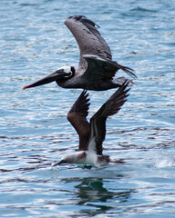 Blue booby and pelican flying next to each other 