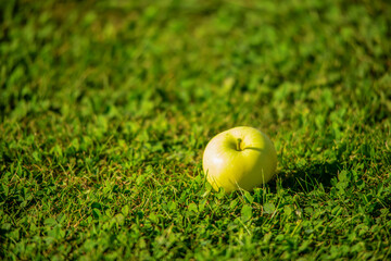 Green, ripe apple on a background of grass. Summer natural background.