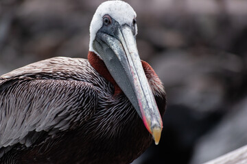 Close up of pelican in Galapagos 