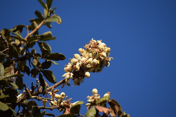 flores do Cerrado