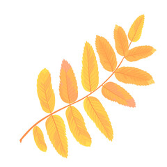Naklejka premium Rowan branch vector stock illustration. Yellow autumn leaves. Deciduous tree. Orange foliage. A single object. Isolated on a white background.