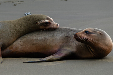 Sea lions hugging 