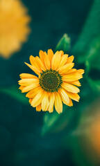 Macro of a single yellow daisy flower photographed from above. Dark background with green leaves. Shallow depth of field with out of focus flowers in the foreground