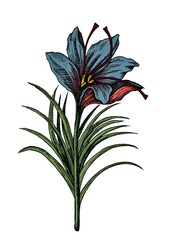 Saffron flower illustration