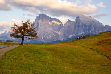 Alpe di Siusi (Seiser Alm) alpine meadow in the background with the Sassolungo and Langkofel mountains visible near the town of Ortisei in the province of South Tyrol