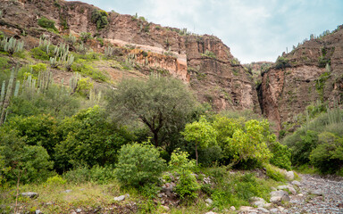 Fototapeta na wymiar Panoramic view of the rocky Peña Canyon with cactus near Tasquillo, Hidalgo, Mexico