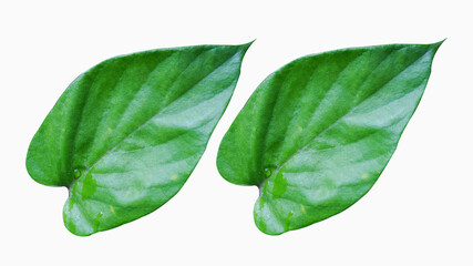 A pair of green heart-shaped leaves on a white background with beautiful natural patterns.