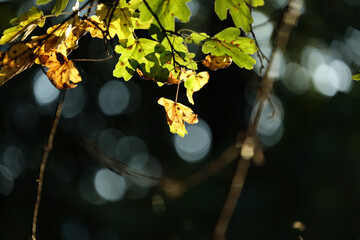 Widok na piękną polską jesień z kolorowymi liśćmi drzew w słońcu. 