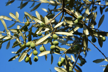 Branch of olive tree for production of Italian extra virgin oil.