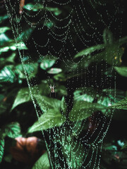Spider web between leaves in the forest