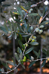 Branch of olive tree for production of Italian extra virgin oil.