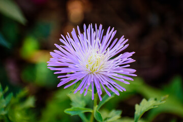 Fleurs couleur violet