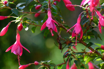 Fleurs Fuchsia -en pot couleur rouge
