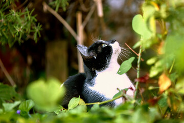 portrait of a bicolor cat in the garden