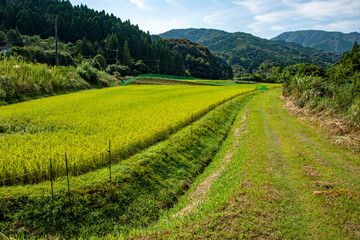 Fototapeta na wymiar 実る稲穂のクローズアップと山村風景