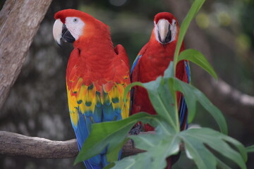 red and yellow macaw