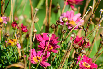 fleurs rouges de jardin