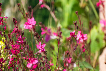 Fleur rouge 