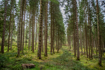 The woodland of Conic Hill, Scotland