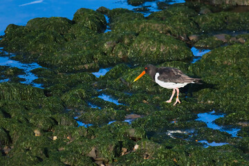 Common oystercatcher