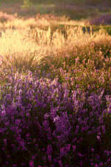 Blooming heathers in the light of the morning sun. Morning on the moor.