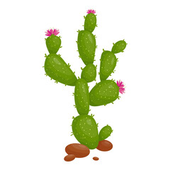 Prickly Pear Cactus Pink Flower Plant Succulent Family Cartoon Vector Graphic