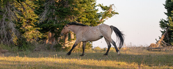 Obraz na płótnie Canvas Red Roan Mustang Stallion running in the Pryor Mountains Wild Horse Range on the Montana Wyoming border in the United States