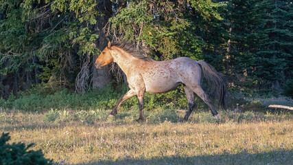 Wild Horse Red Roan Stallion trotting in the Pryor Mountains Wild Horse Range on the Montana...