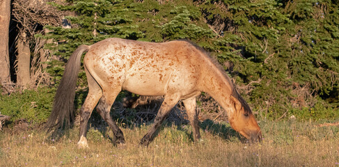 Naklejka na ściany i meble Red Roan Wild Horse Stallion with pin backed ears in snaking posture in the western United States