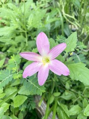 close up Zephyranthes minuta flower in nature garden