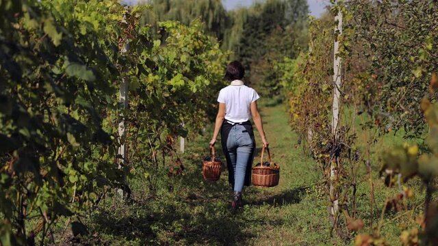 Back view of female farmer carrying two wicker baskets with ripe grape while walking on vineyard. Concept of people, harvest and agriculture.