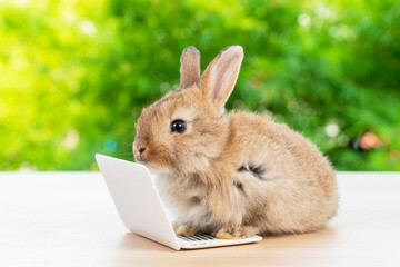 Newborn tiny white bunny with small laptop sitting on the wood. Lovely baby rabbit looking at camera on bokeh natural background. Easter holiday animal and technology e-learning concept.