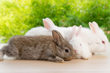 Easter bunny animal concept. Group of adorable little rabbits lying or sitting together on wooden board over bokeh nature background with sunlight.