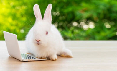 Newborn tiny white bunny with small laptop sitting on the wood. Lovely baby rabbit looking at...