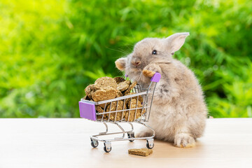 Easter holiday bunny animal and shopping online concept. Adorable baby rabbit brown pushing green shopping basket cart with cookie carrot while standing over green nature background.