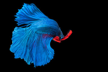 Fototapeta premium Rhythmic of betta fighting fish over isolated black background. The moving moment beautiful of blue and red siamese betta fish with copy space.